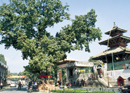 Green Streets:  The Trees of Kathmandu