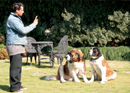 Behave Basic Training for Dogs