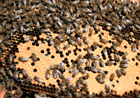 Oh Honey !:  Gift of the Honeybee