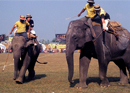 Jumbo Polo at Meghauly: World Elephant Polo Championships 2008