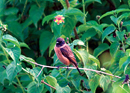 Bird Conservation Nepal: From Bird Watching to Watching Over Birds