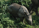 Rhino before the morning tea